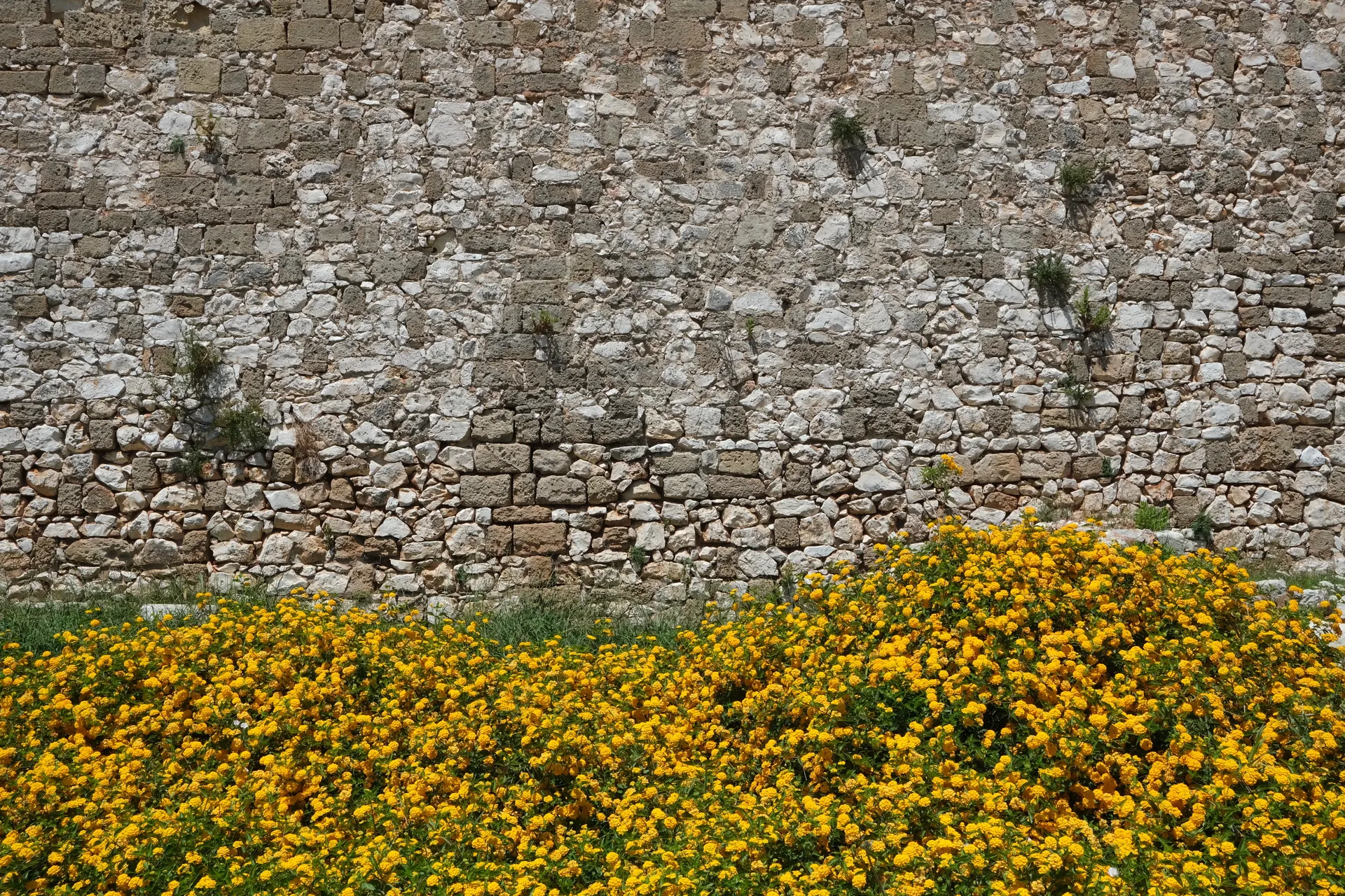 Flowers near the Aragonese Castle of Otranto